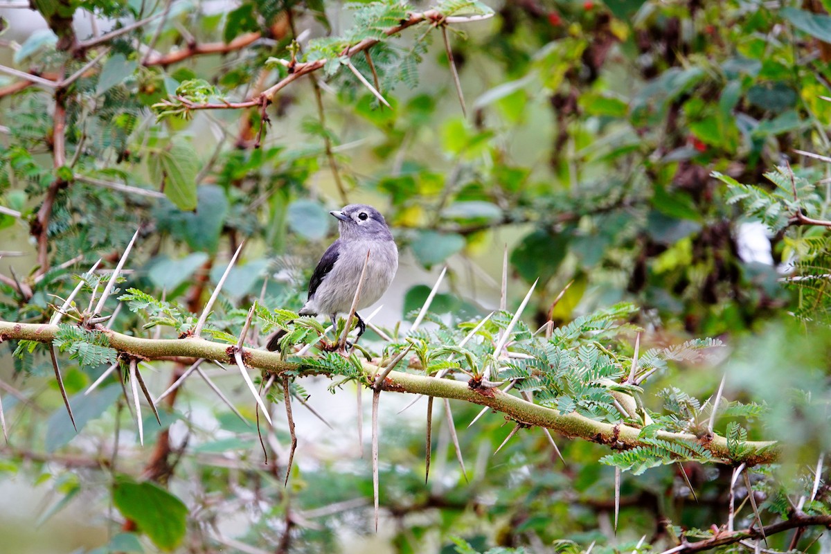 White-eyed Slaty-Flycatcher - ML641747679