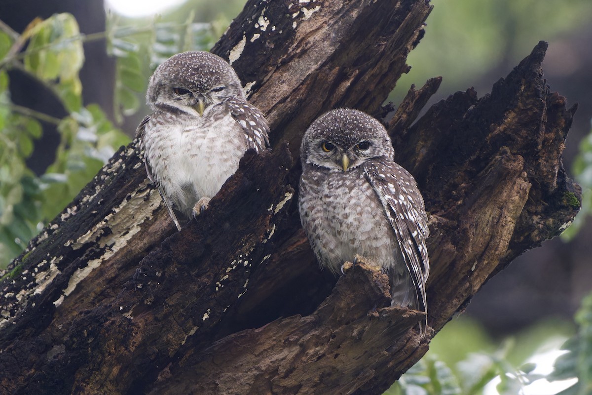 Spotted Owlet - ML641747694