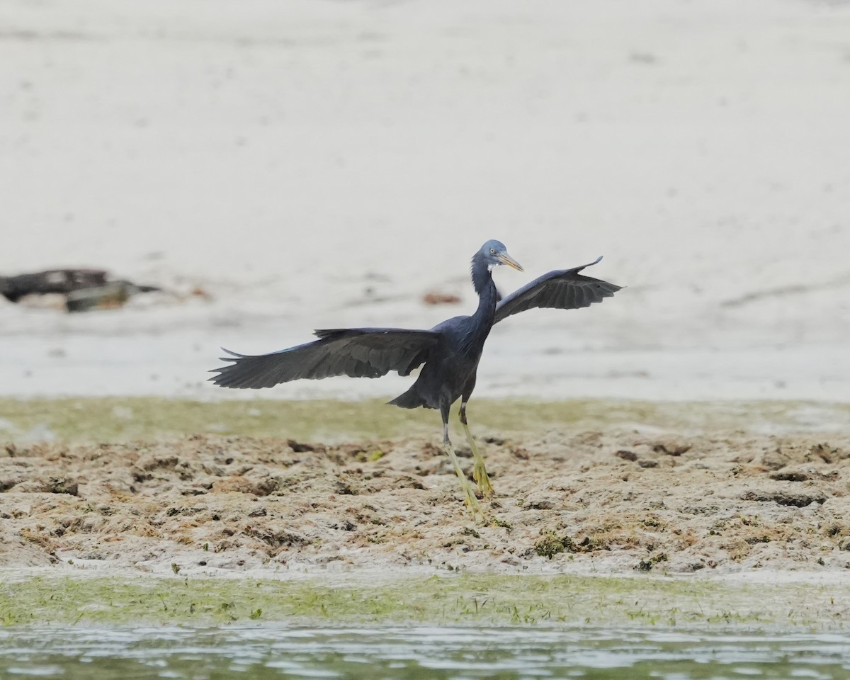 Pacific Reef-Heron - ML641747699