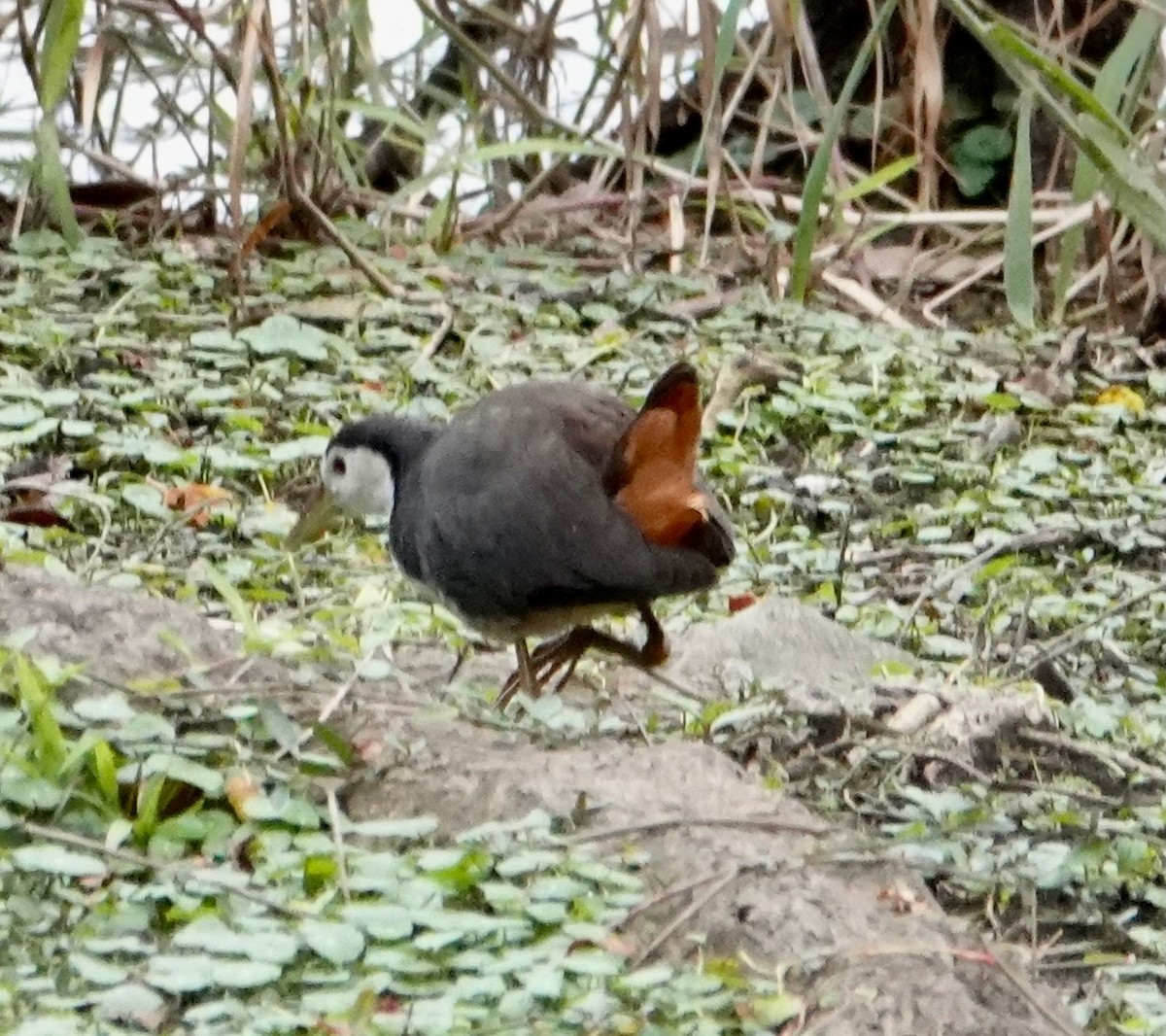 White-breasted Waterhen - ML641747720