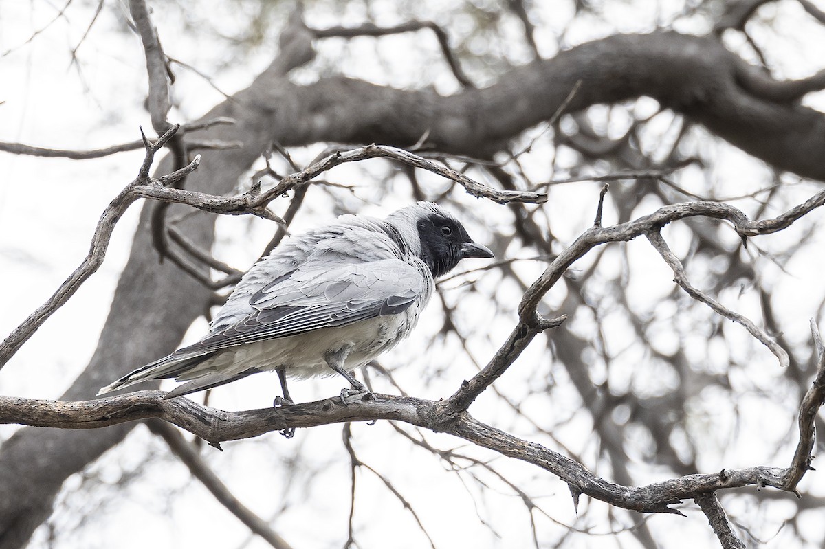 Black-faced Cuckooshrike - ML641747728