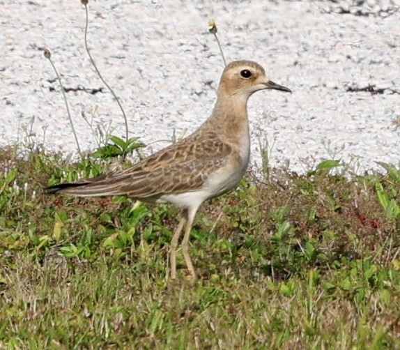 Oriental Plover - ML641747768
