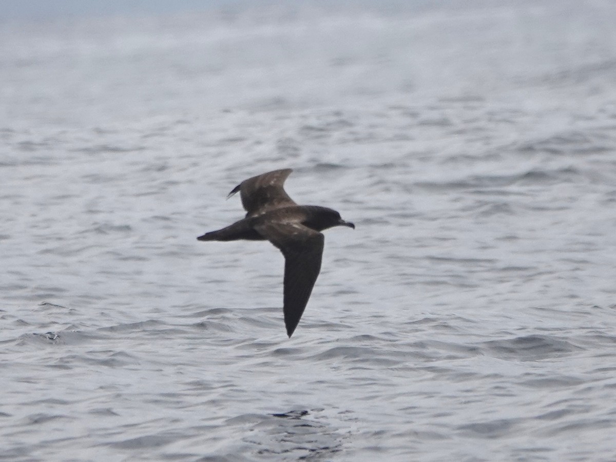Flesh-footed Shearwater - ML641747776