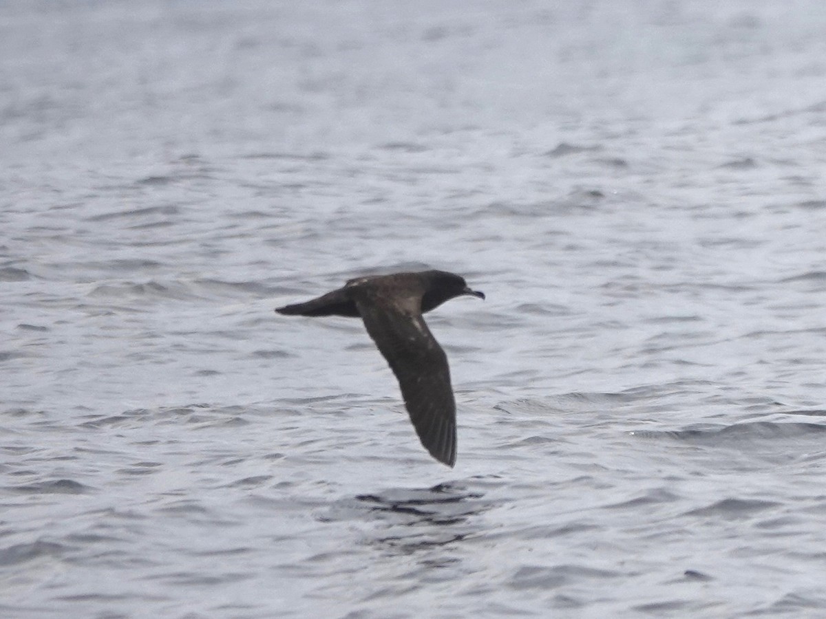 Flesh-footed Shearwater - ML641747777