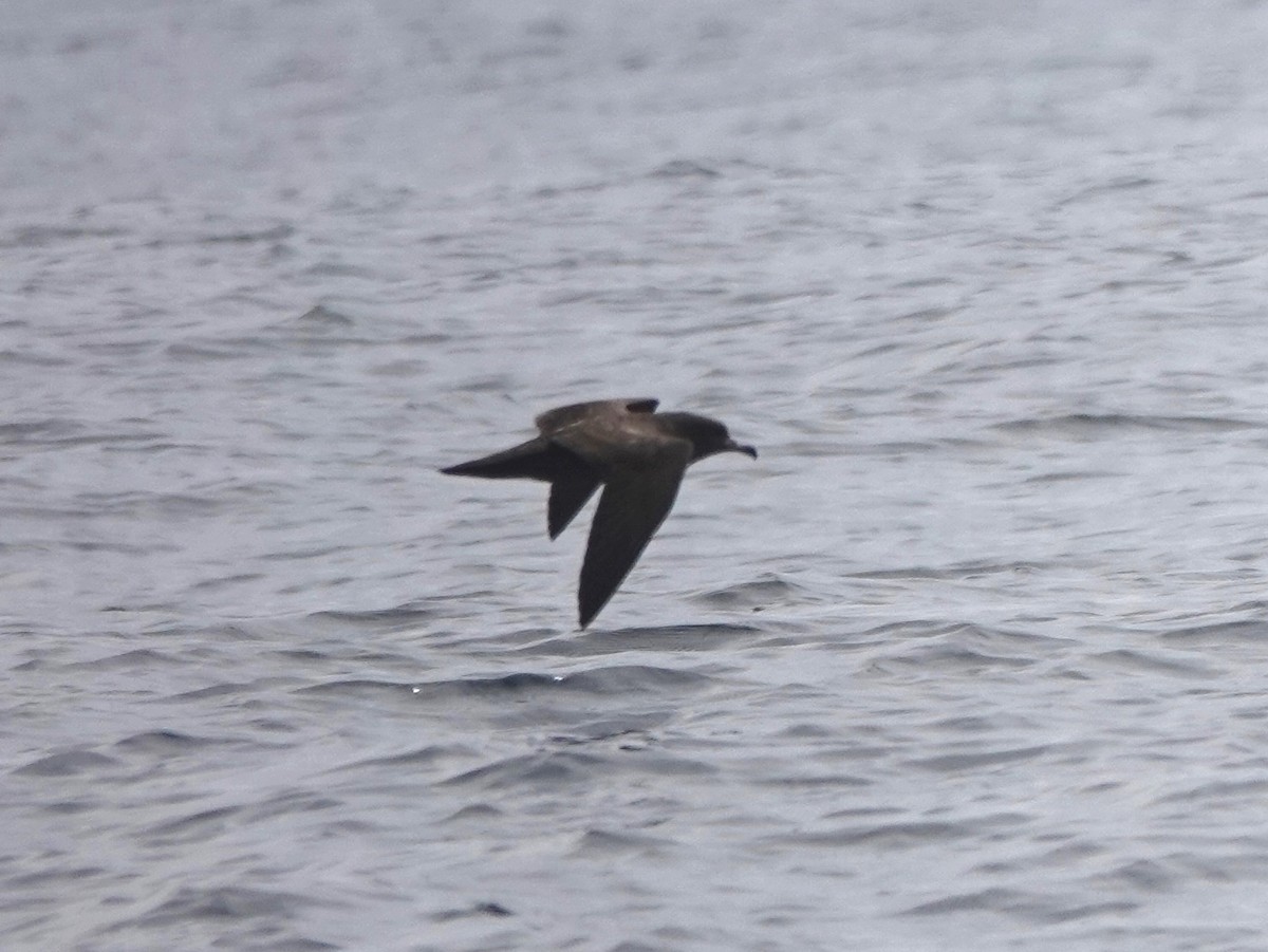 Flesh-footed Shearwater - ML641747779
