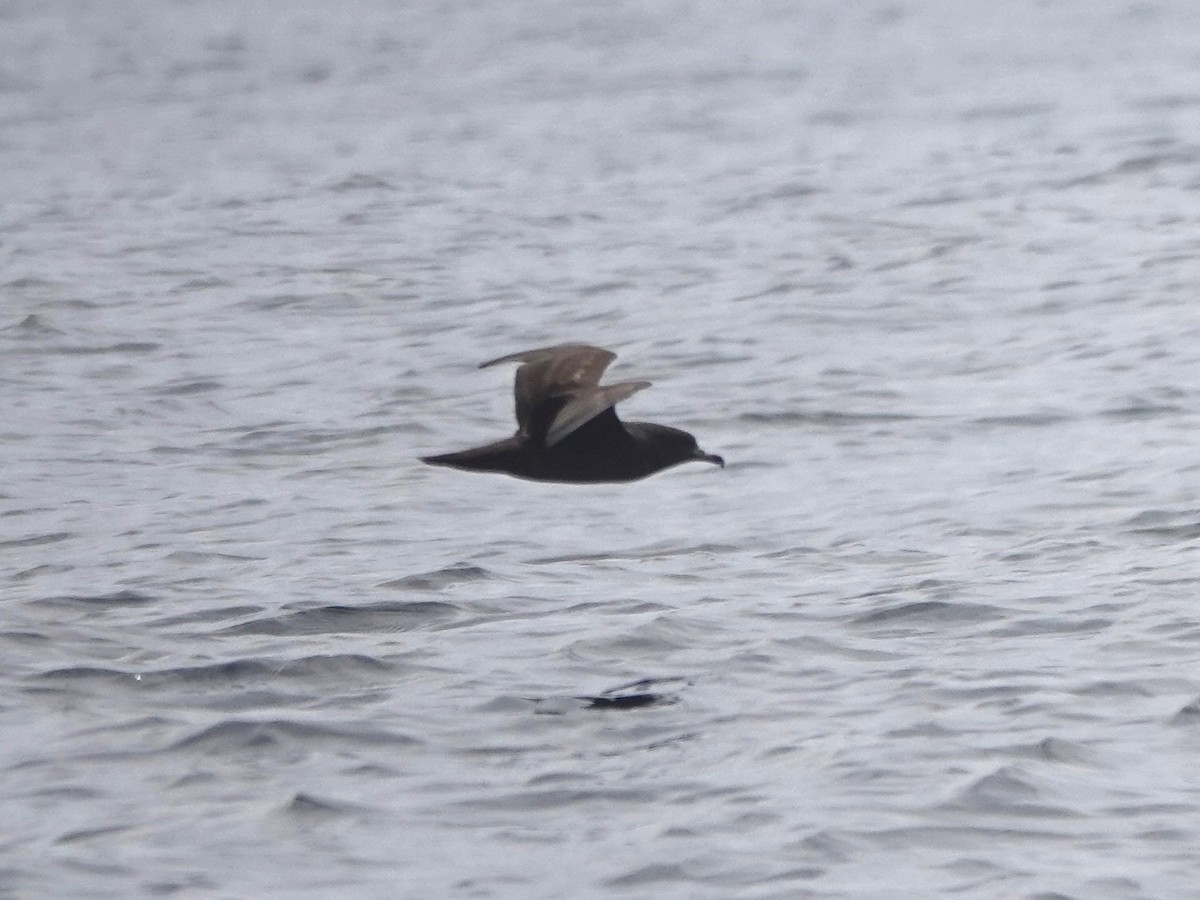 Flesh-footed Shearwater - ML641747780
