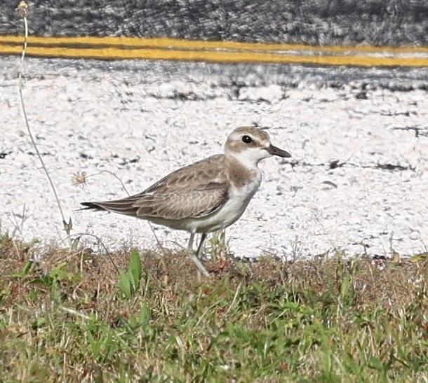 Greater Sand-Plover - ML641747781