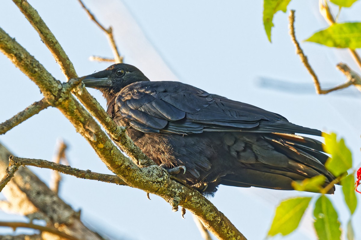 American Crow - ML641747820