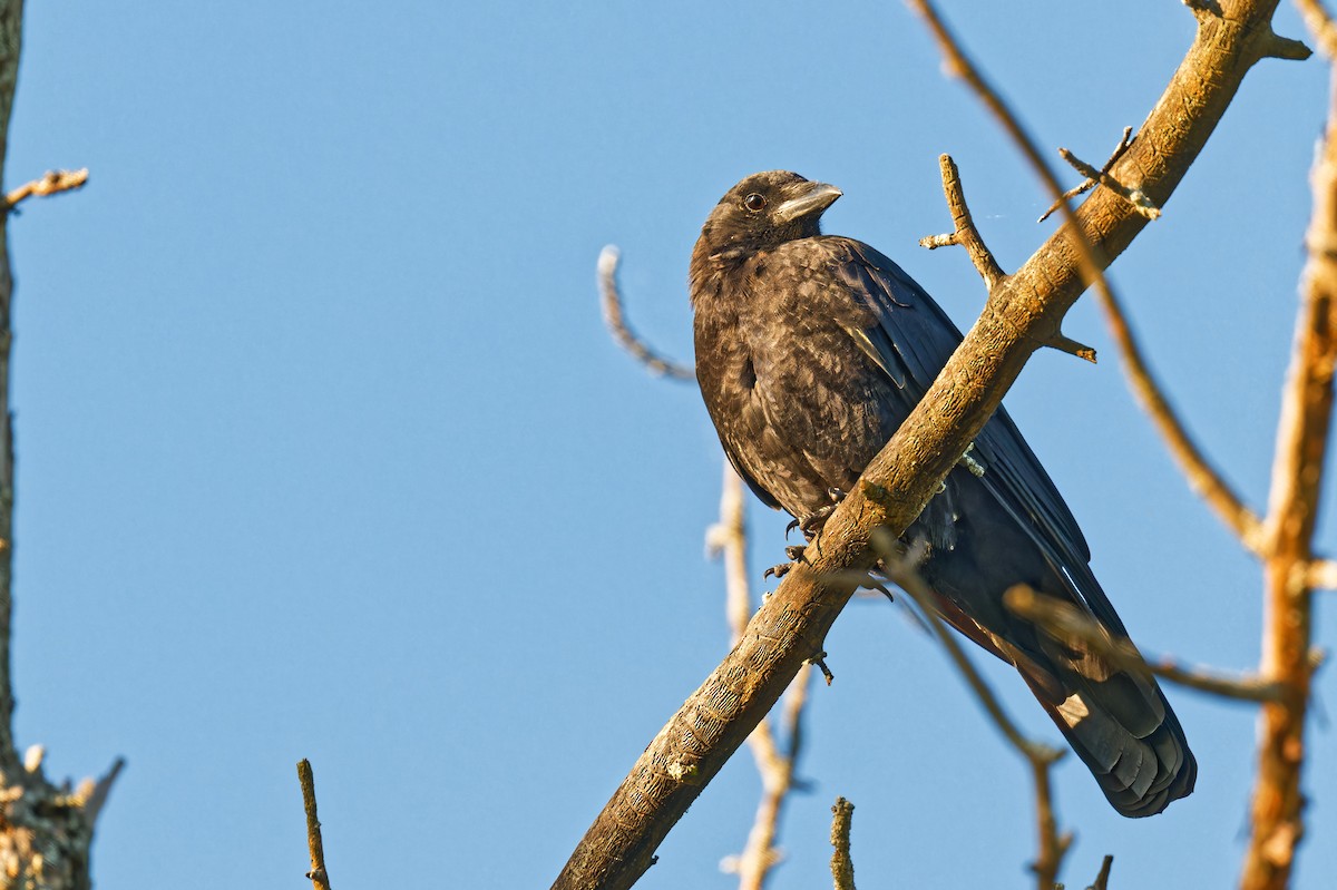 American Crow - ML641747821