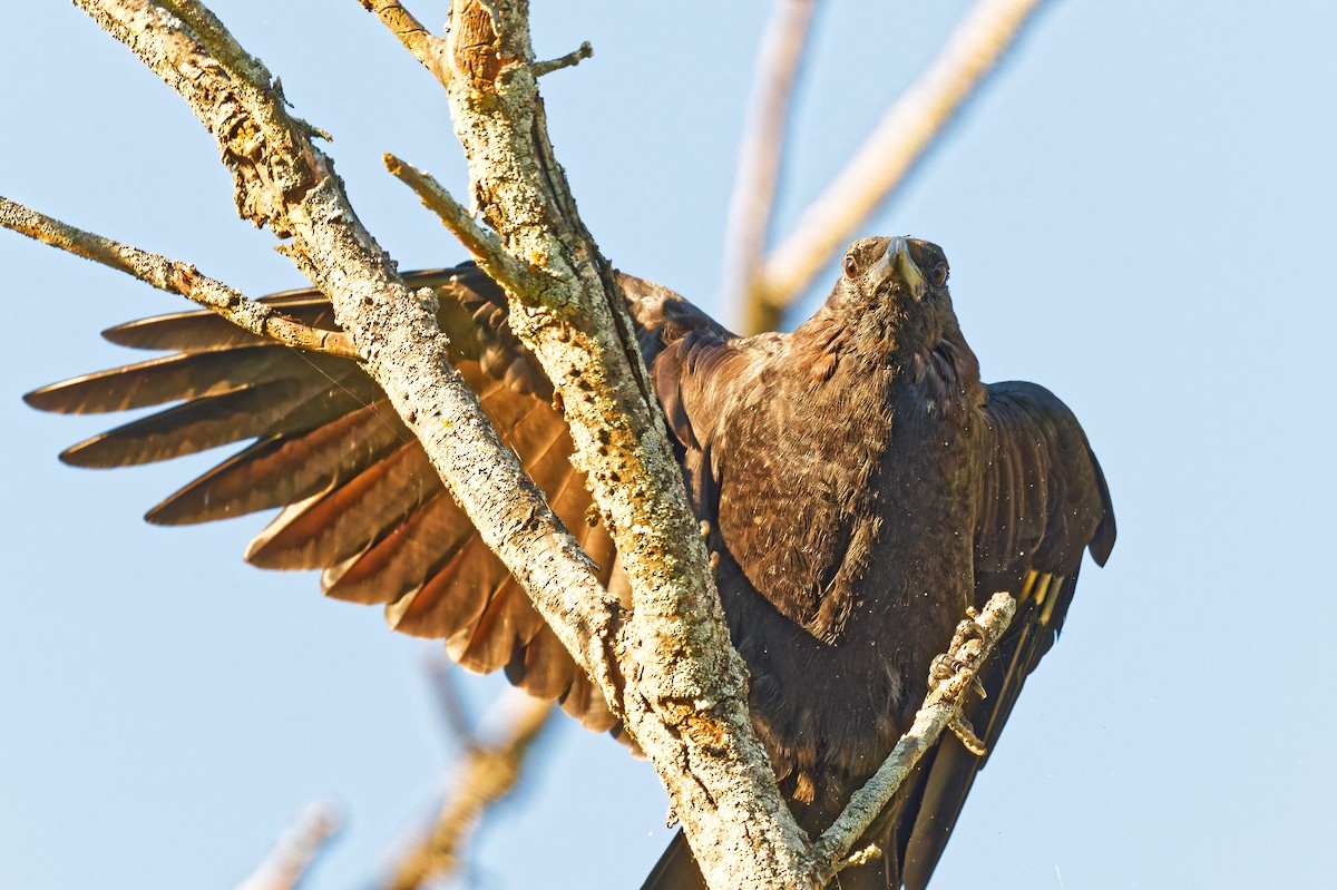 American Crow - ML641747822