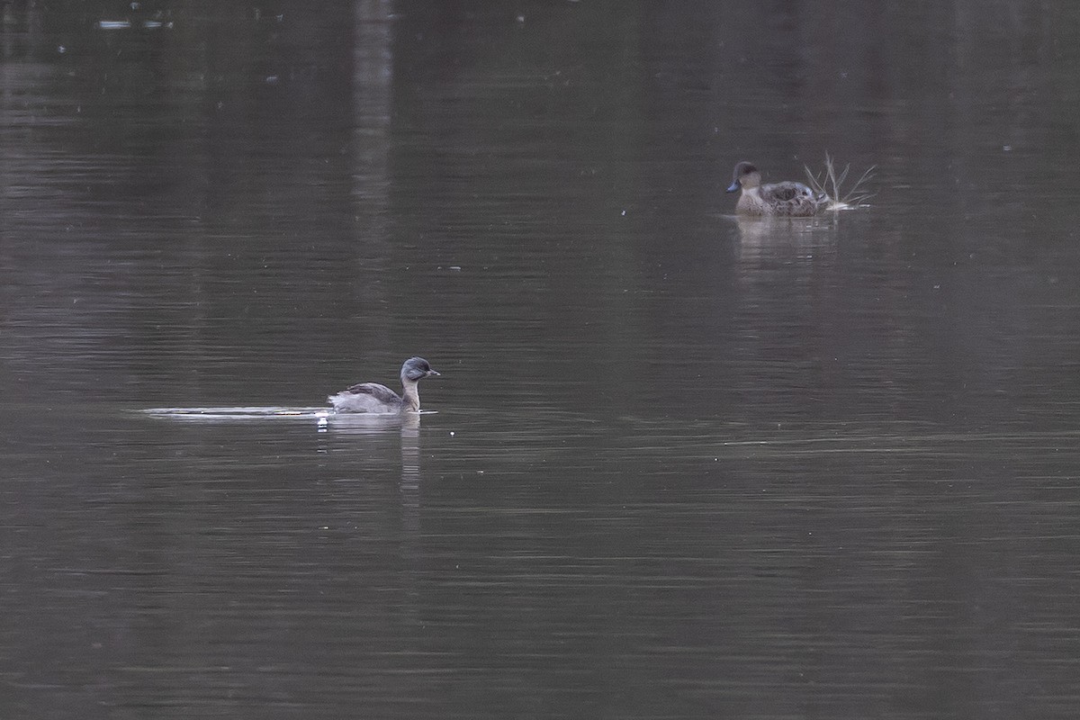 Hoary-headed Grebe - ML641747826
