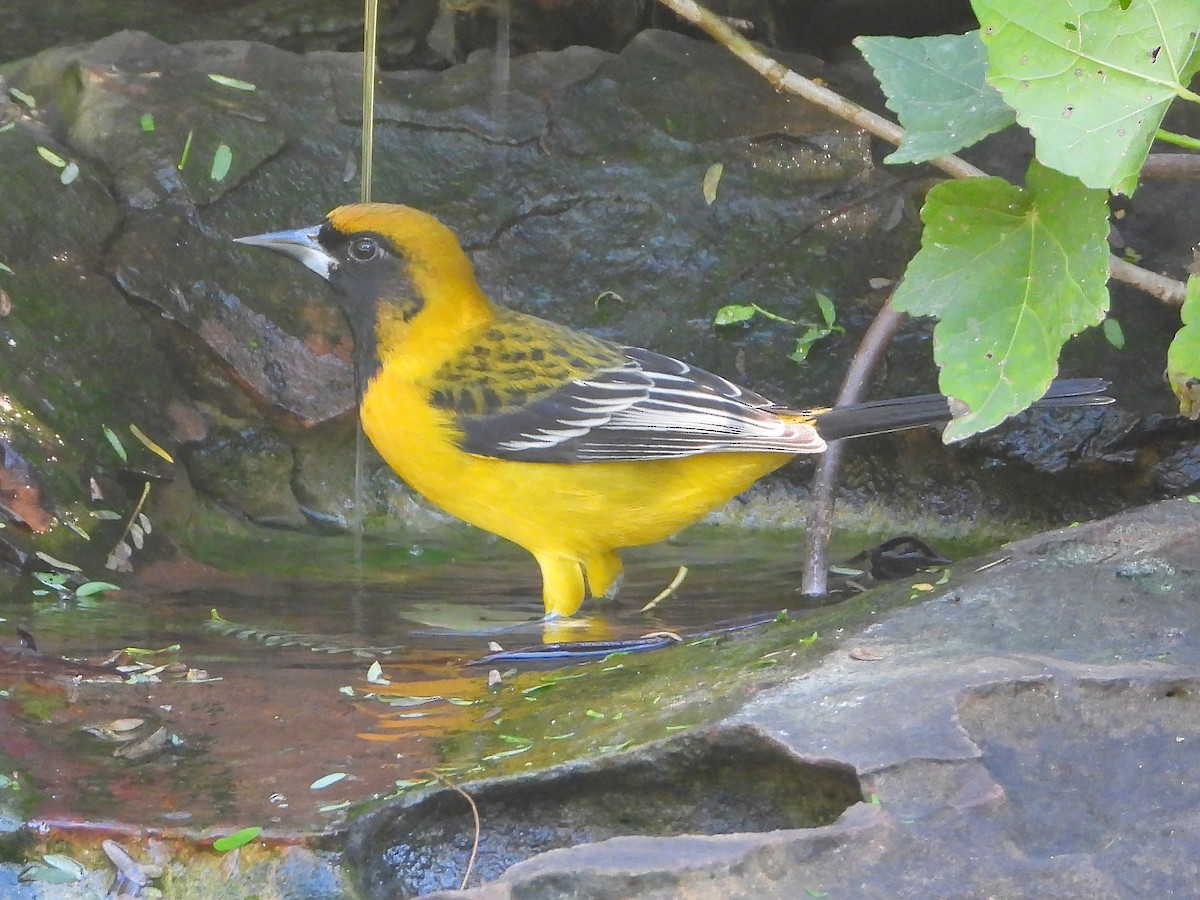 new world oriole sp. - ML641747859
