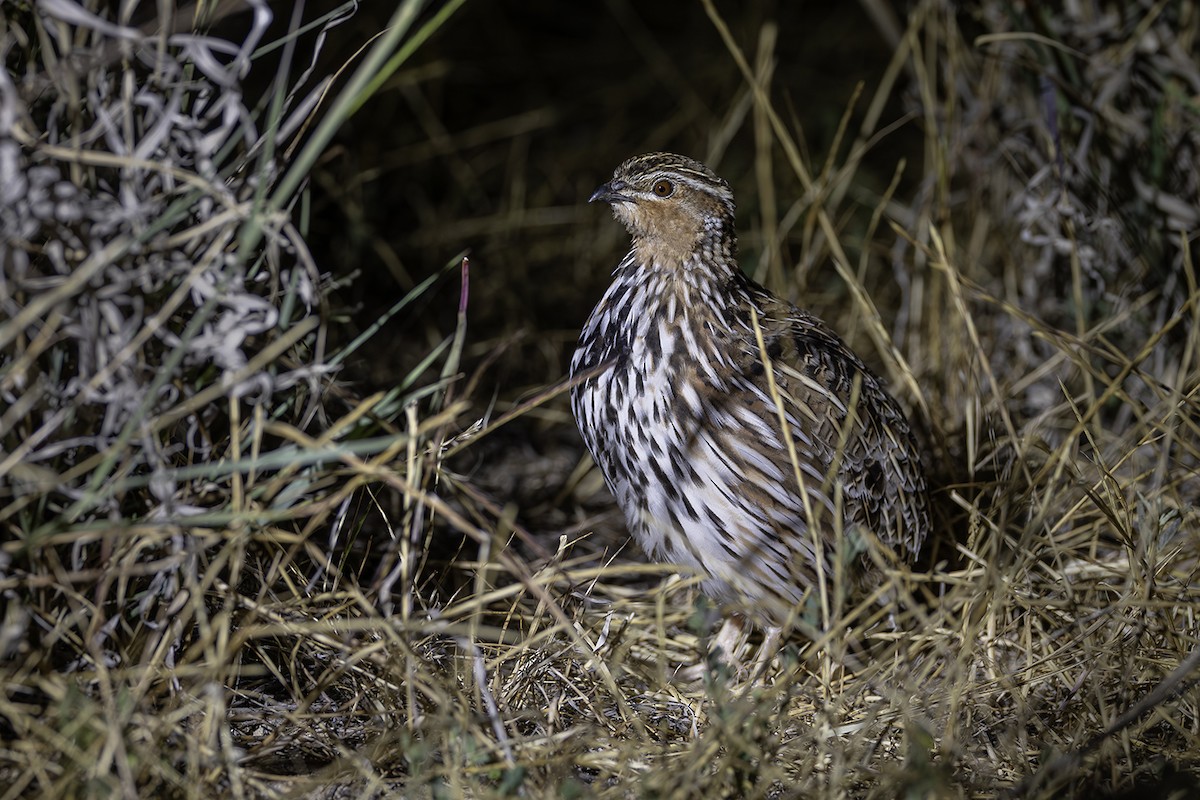 Stubble Quail - ML641747860