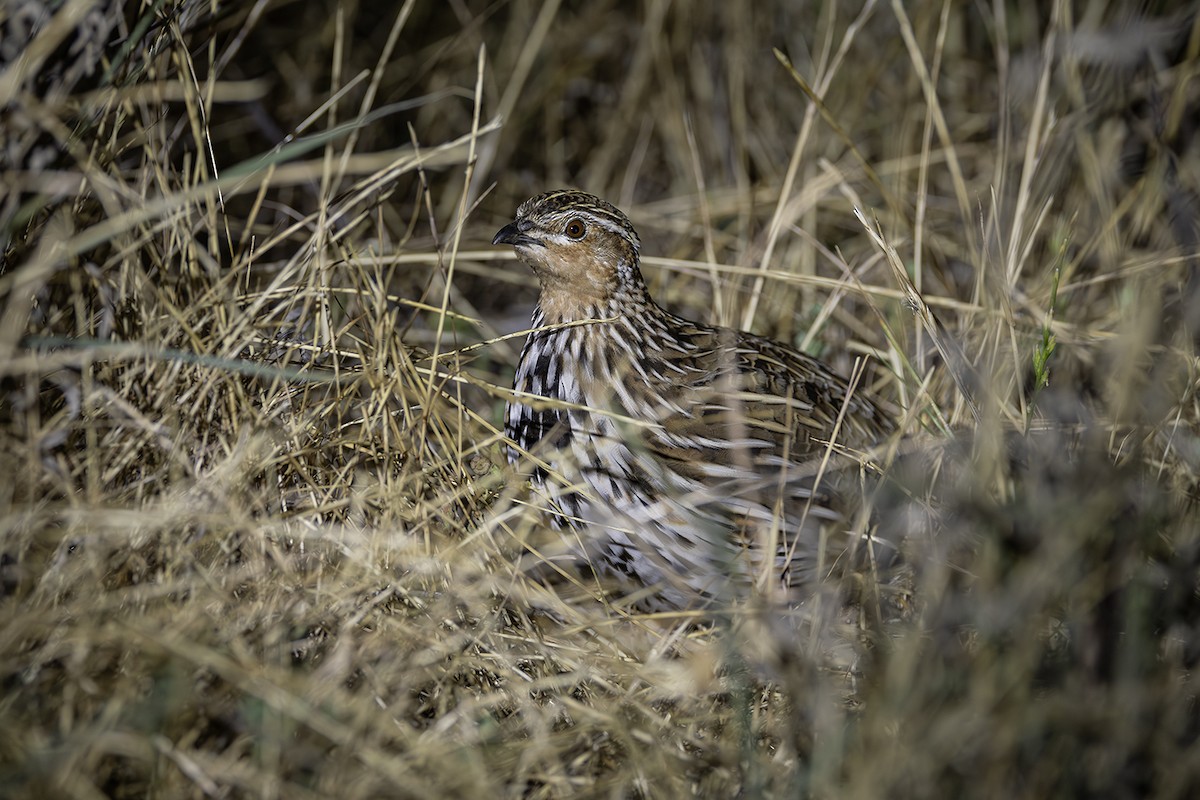Stubble Quail - ML641747861