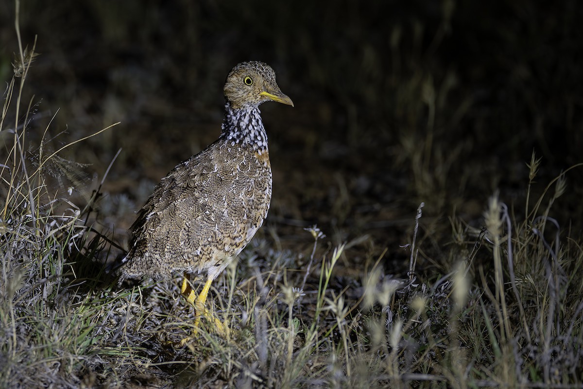 Plains-wanderer - ML641747876