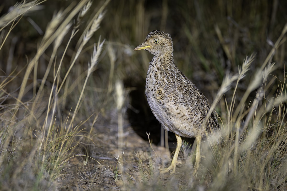 Plains-wanderer - ML641747877