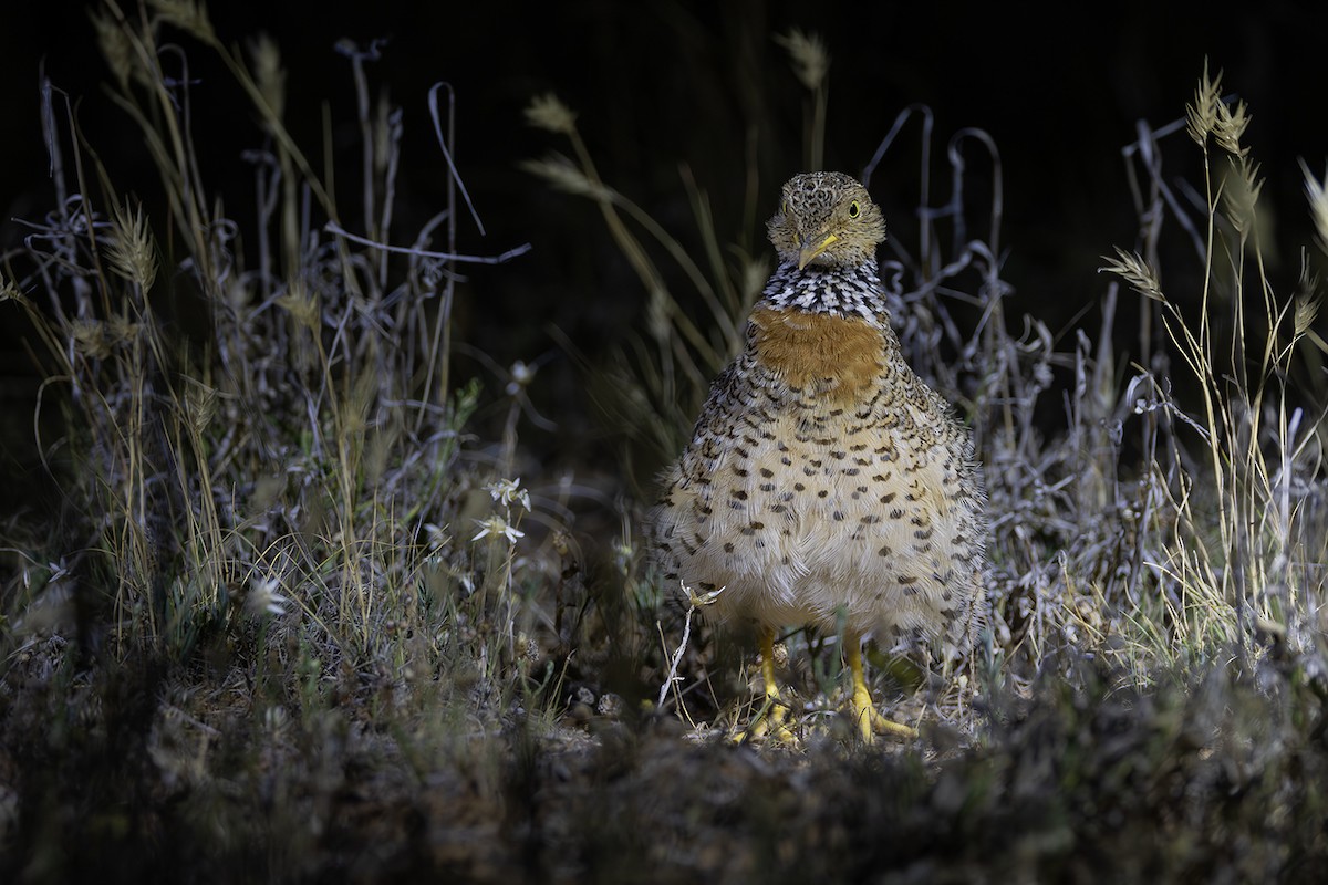 Plains-wanderer - ML641747878
