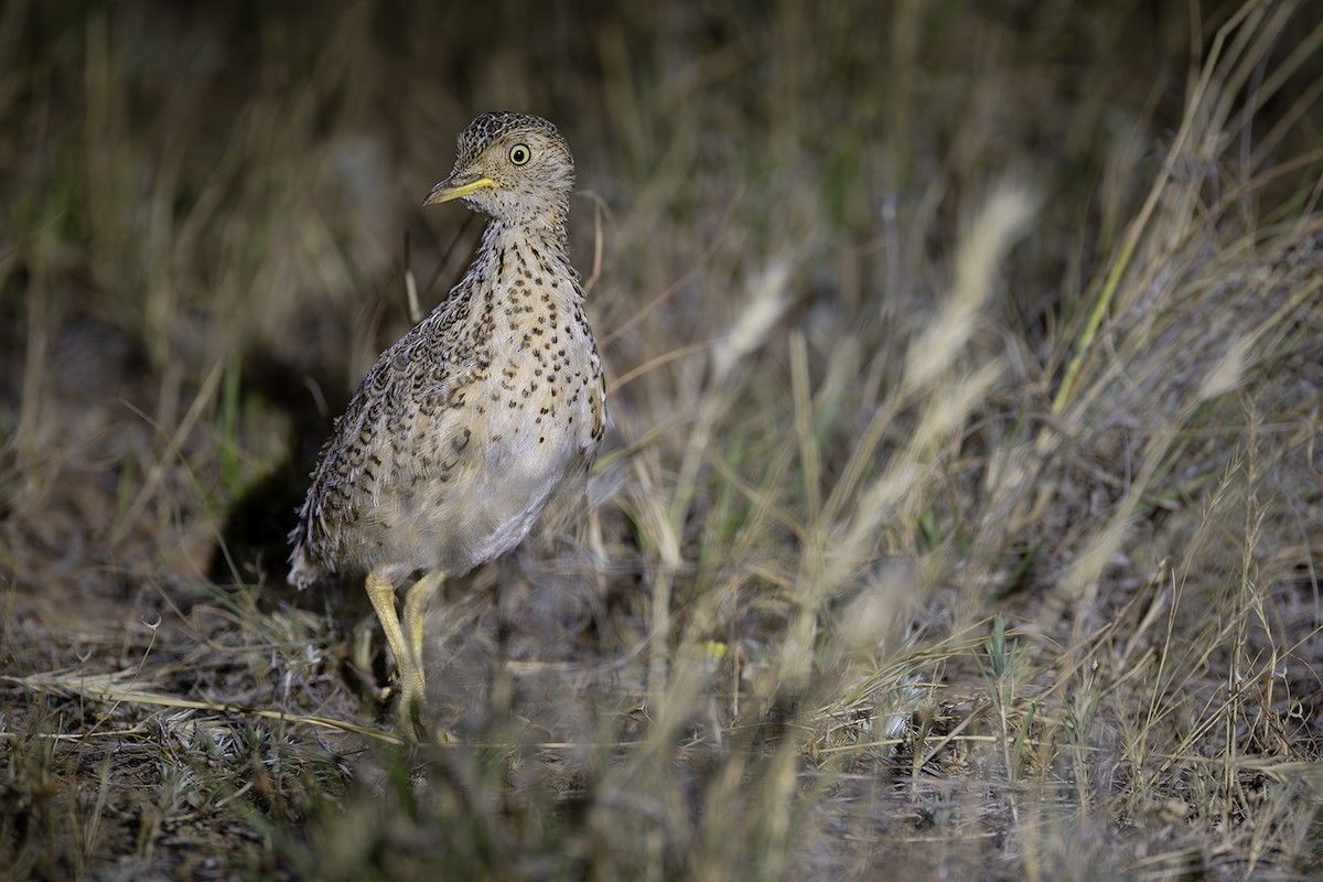 Plains-wanderer - ML641747879