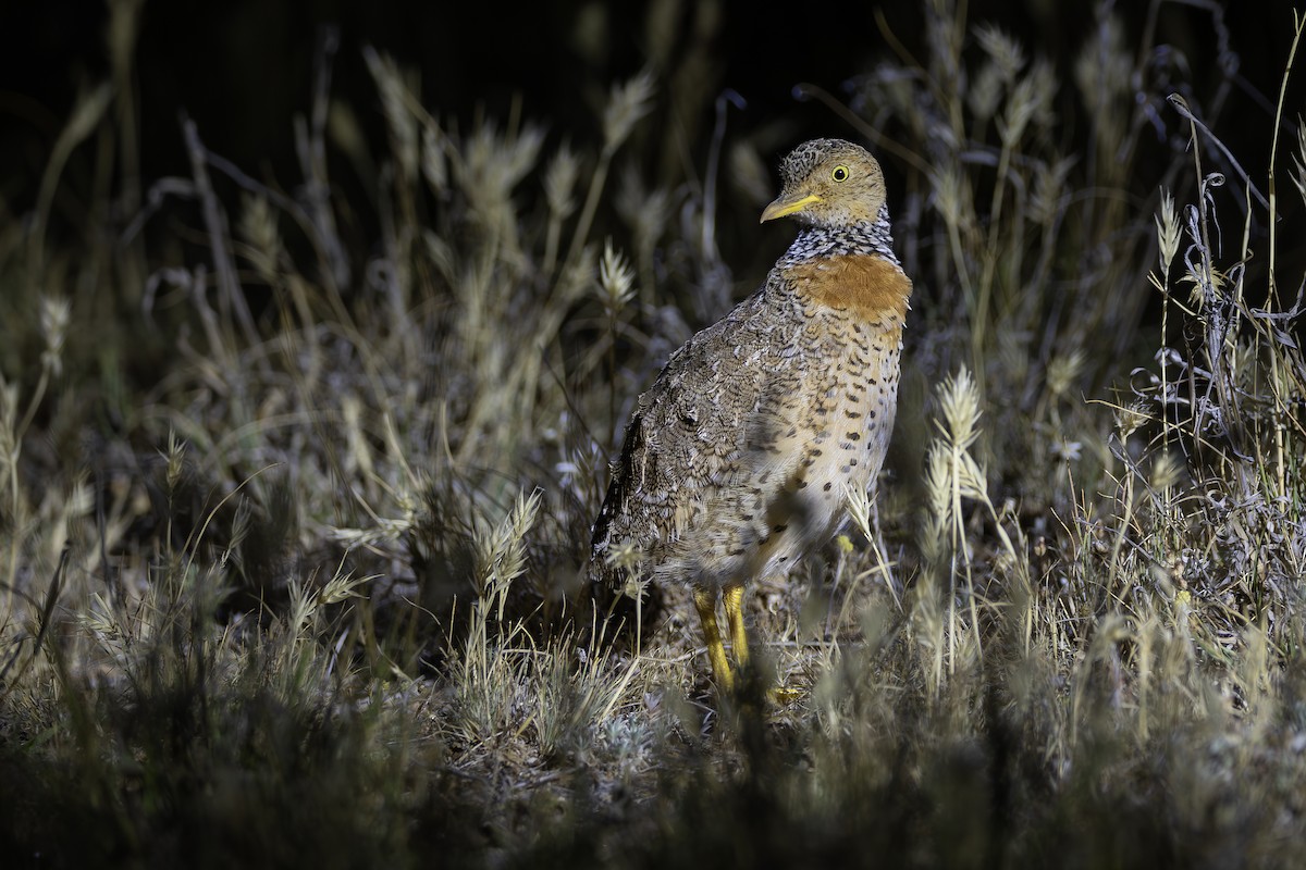 Plains-wanderer - ML641747880