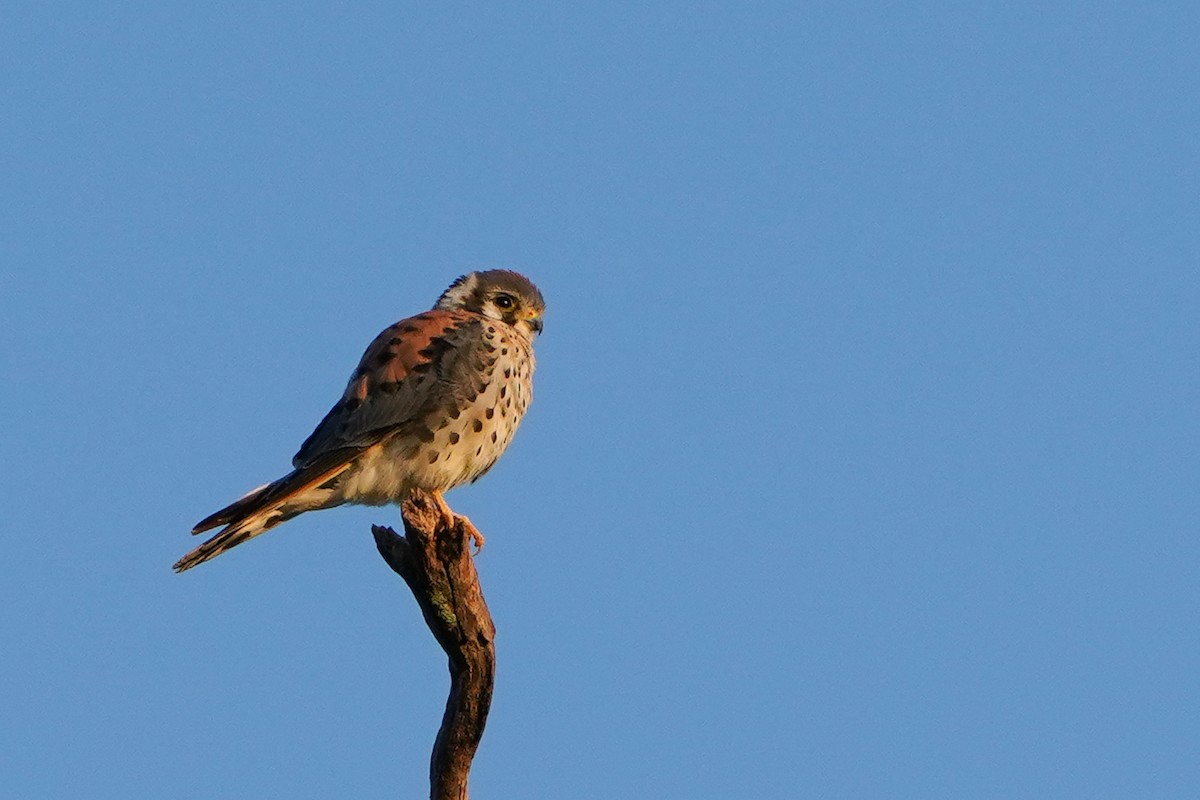 American Kestrel - ML641747897