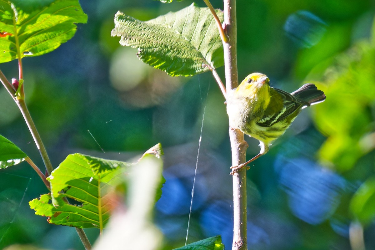 Black-throated Green Warbler - ML641747905