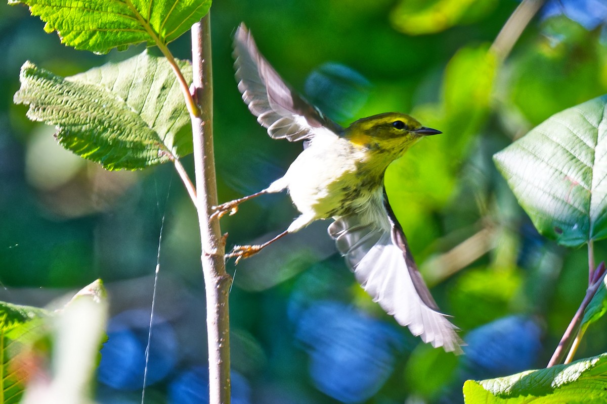 Black-throated Green Warbler - ML641747906