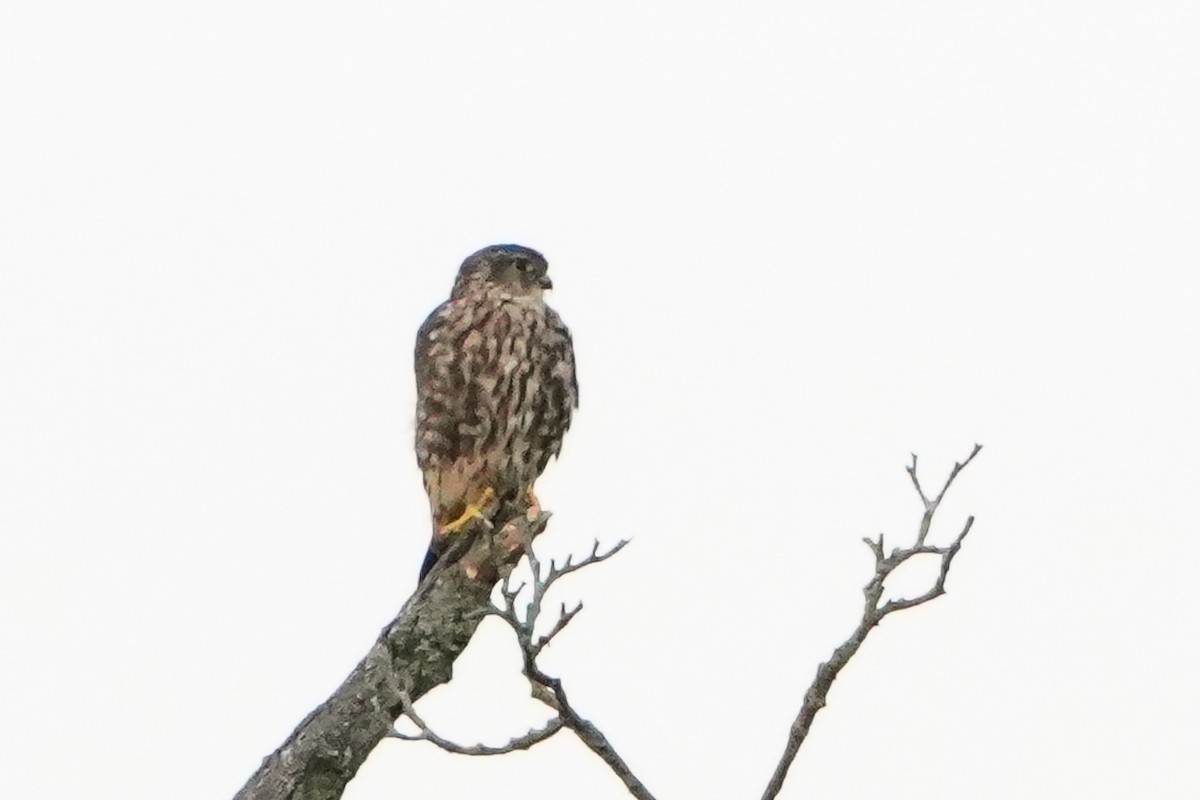 Merlin - ML641747909