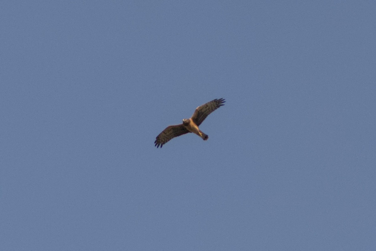 moták severoamerický - ML641747914