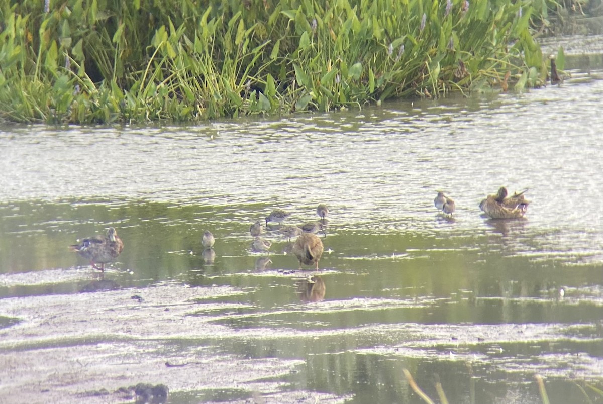 Long-billed Dowitcher - ML641747921