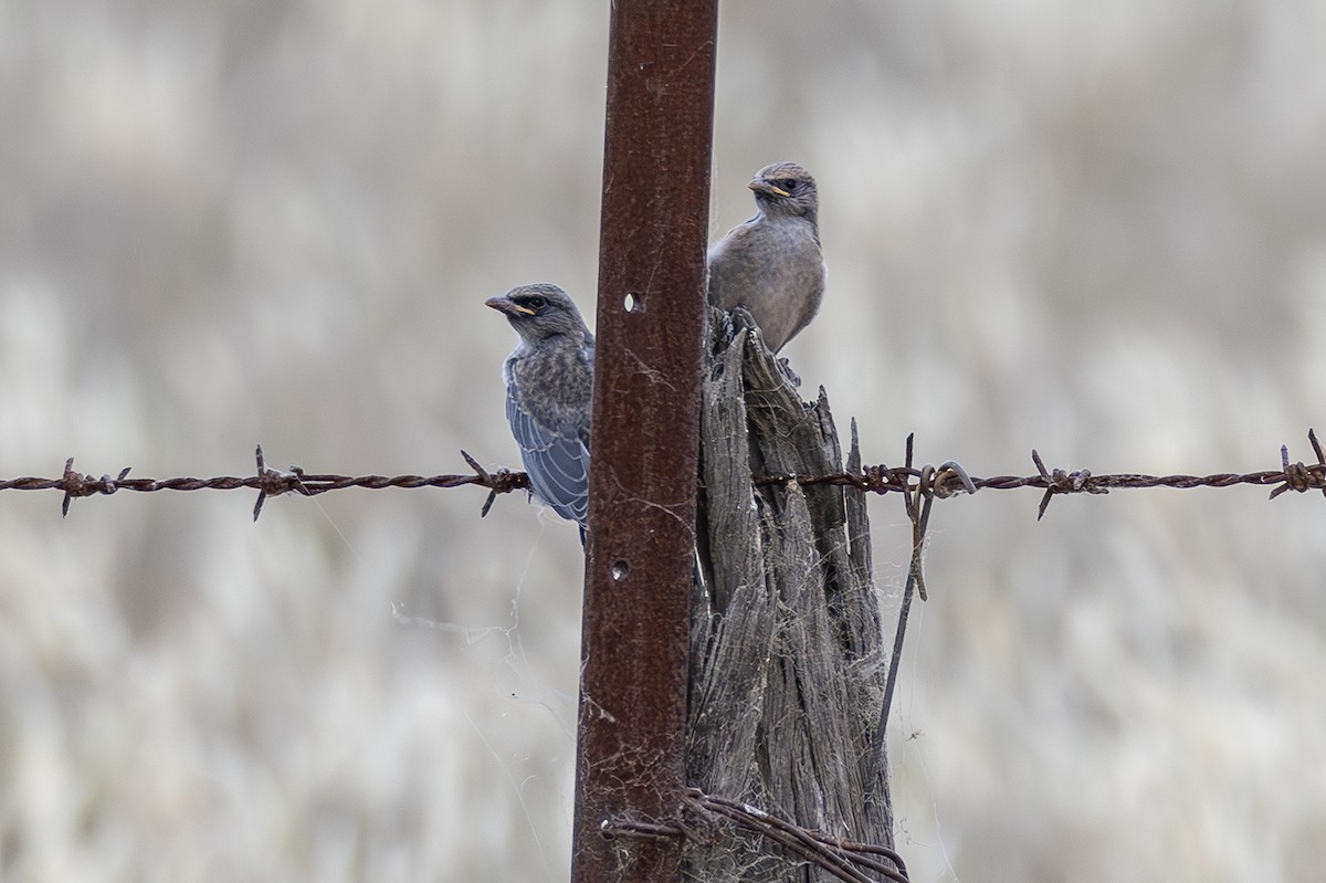 Black-faced Woodswallow - ML641747925