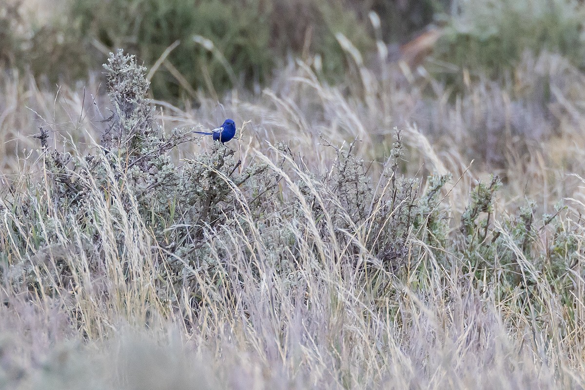 White-winged Fairywren - ML641747935
