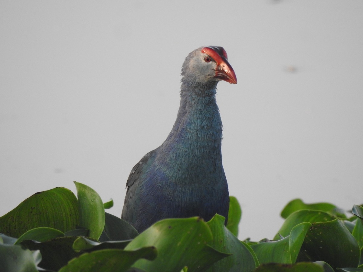 Gray-headed Swamphen - ML641747940