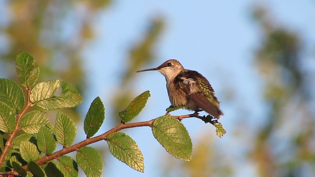 Ruby-throated Hummingbird - ML641747944