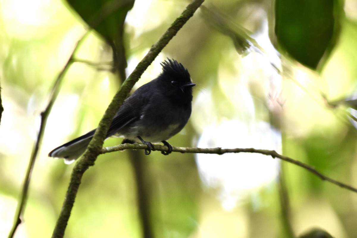 White-tailed Crested Flycatcher - ML641747950
