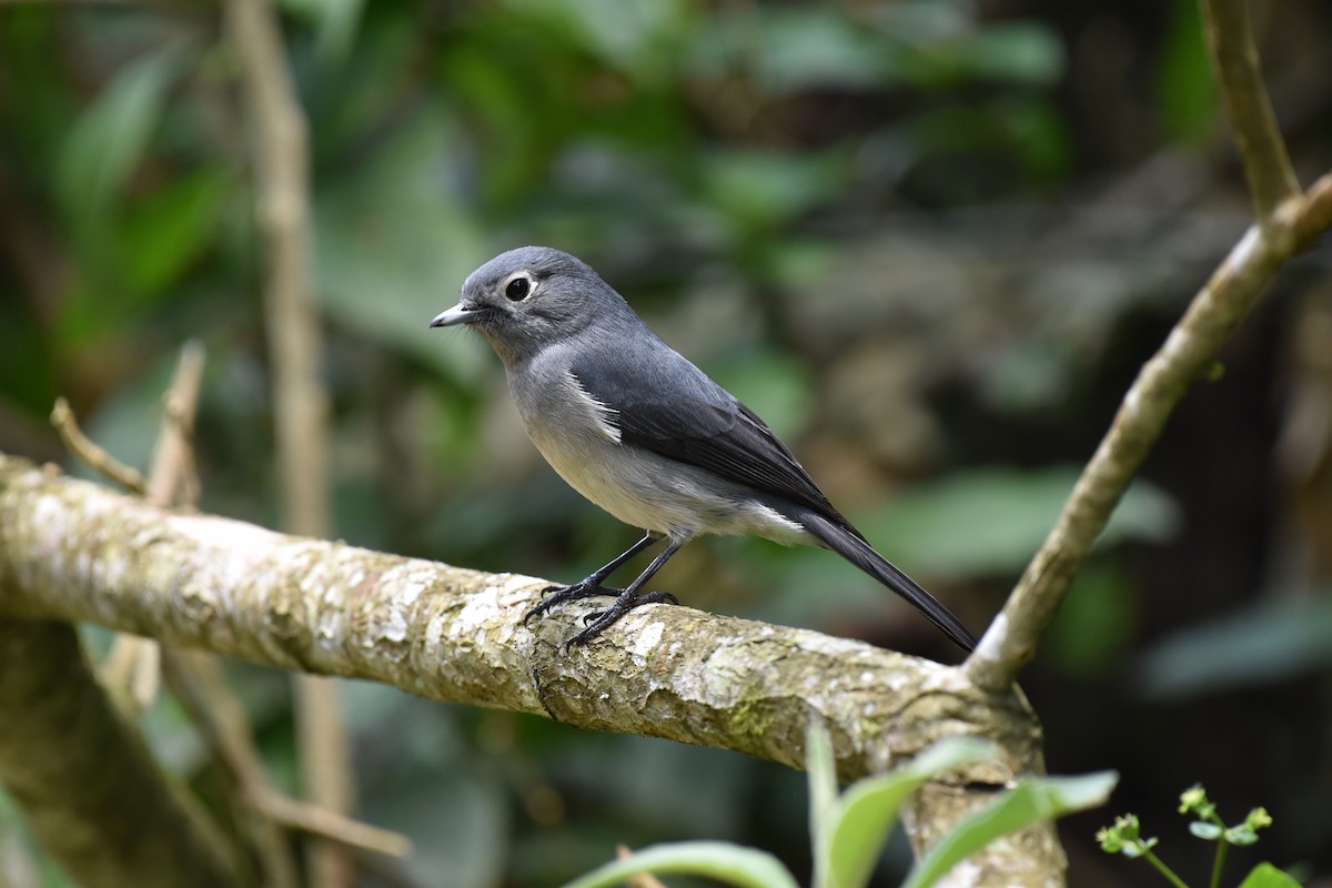 White-eyed Slaty-Flycatcher - ML641747984
