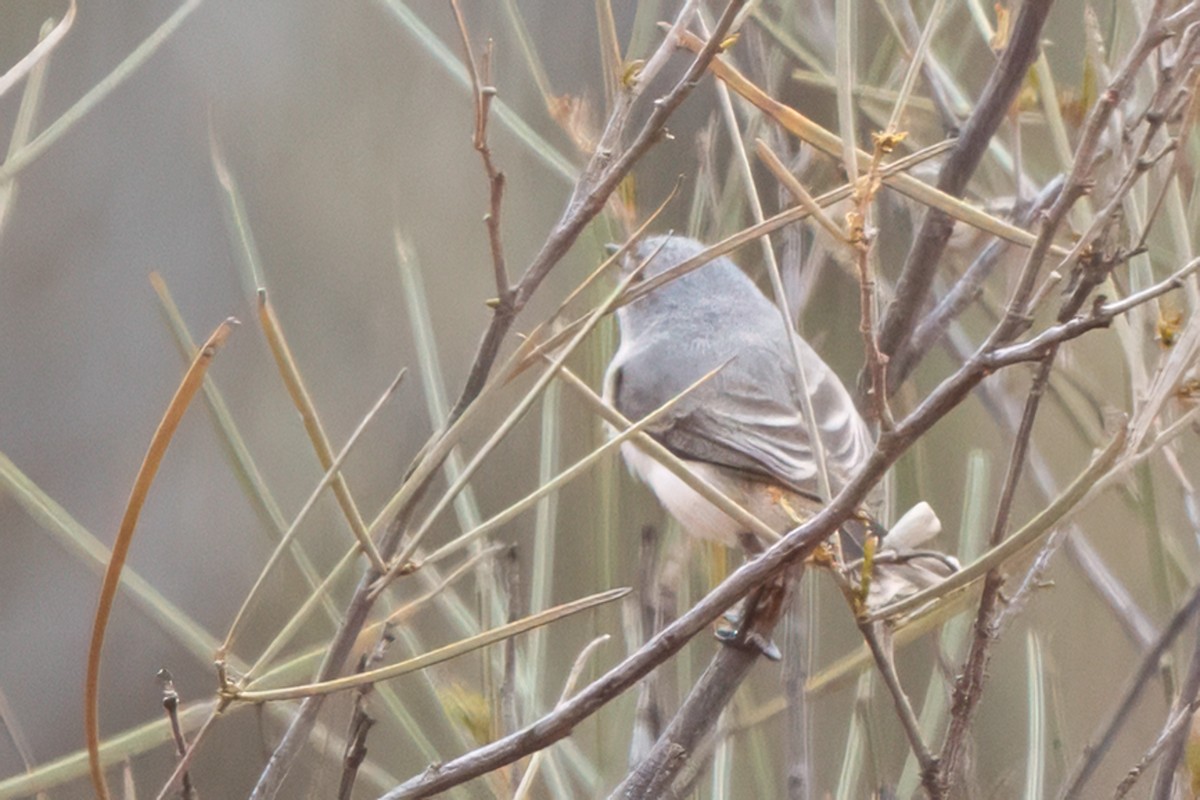 Graurücken-Dornschnabel - ML641748001