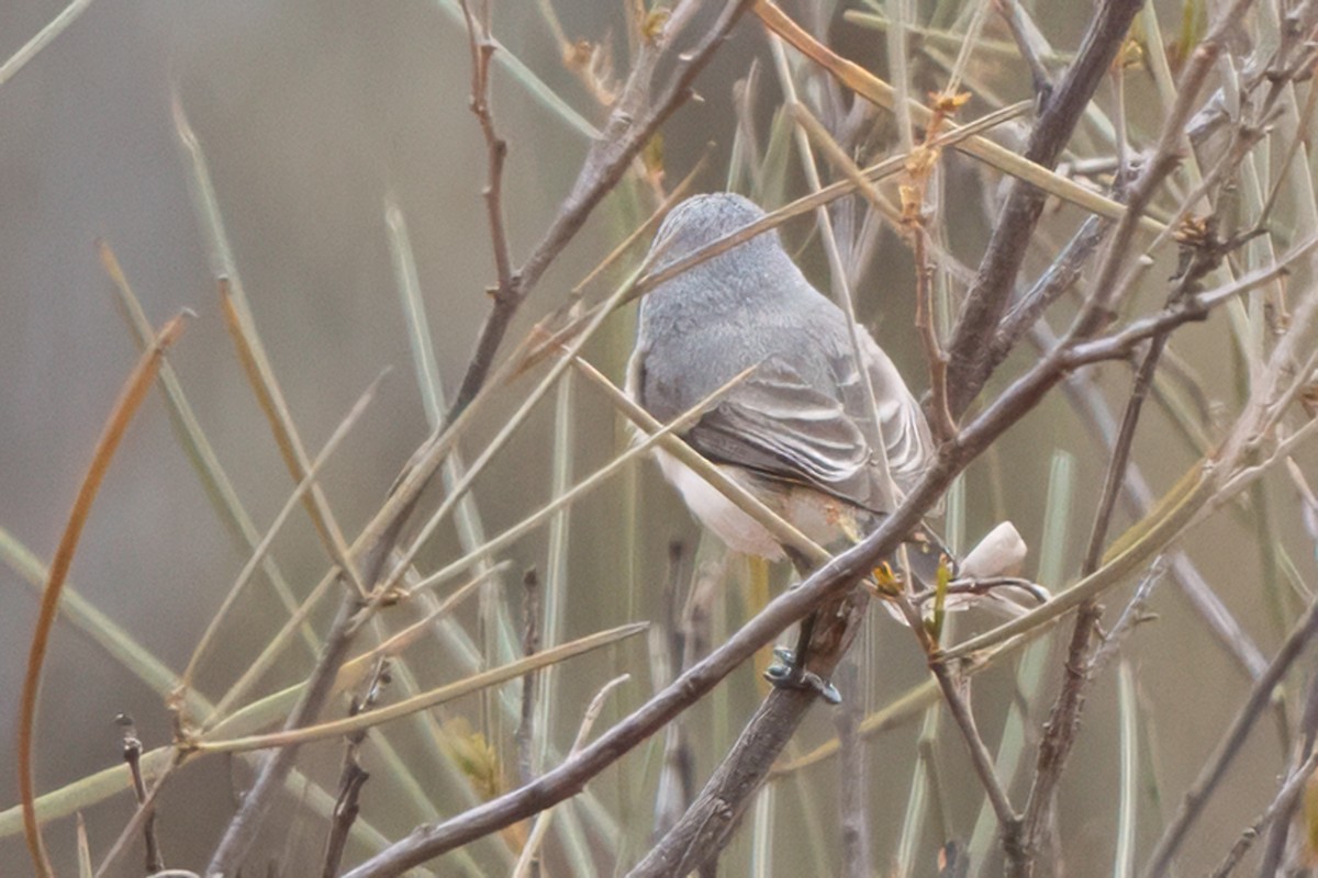 Graurücken-Dornschnabel - ML641748002