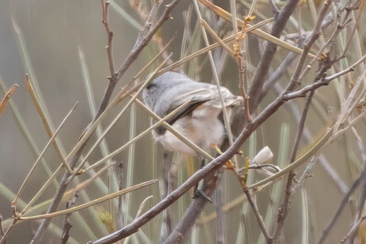 Graurücken-Dornschnabel - ML641748003