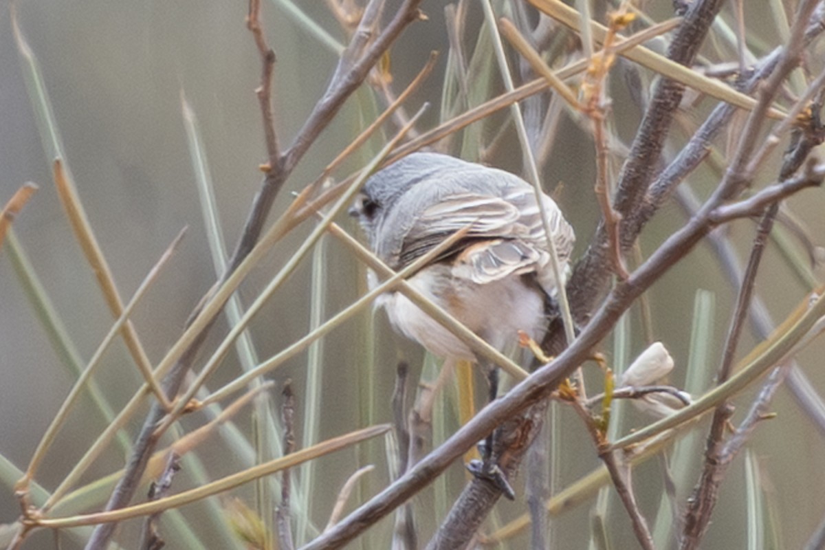 Graurücken-Dornschnabel - ML641748004