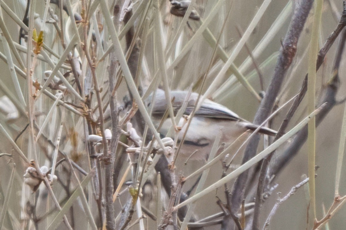 Graurücken-Dornschnabel - ML641748005