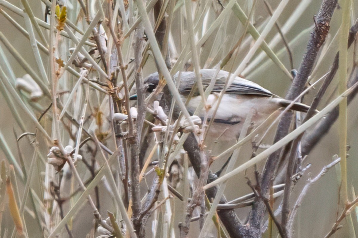 Graurücken-Dornschnabel - ML641748006