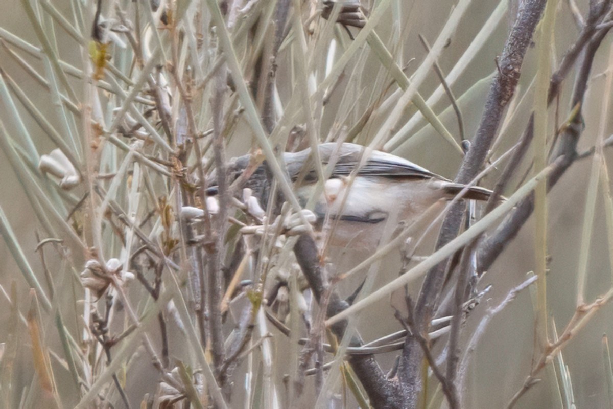 Graurücken-Dornschnabel - ML641748007