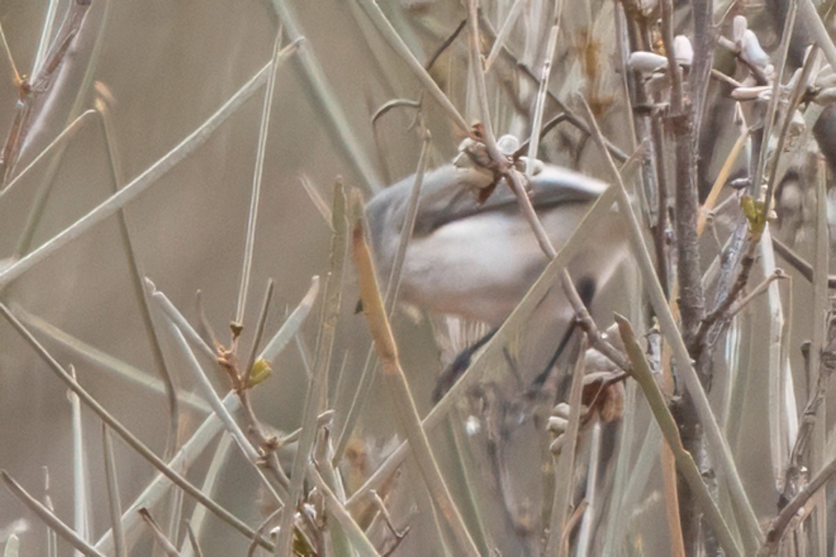 Graurücken-Dornschnabel - ML641748008