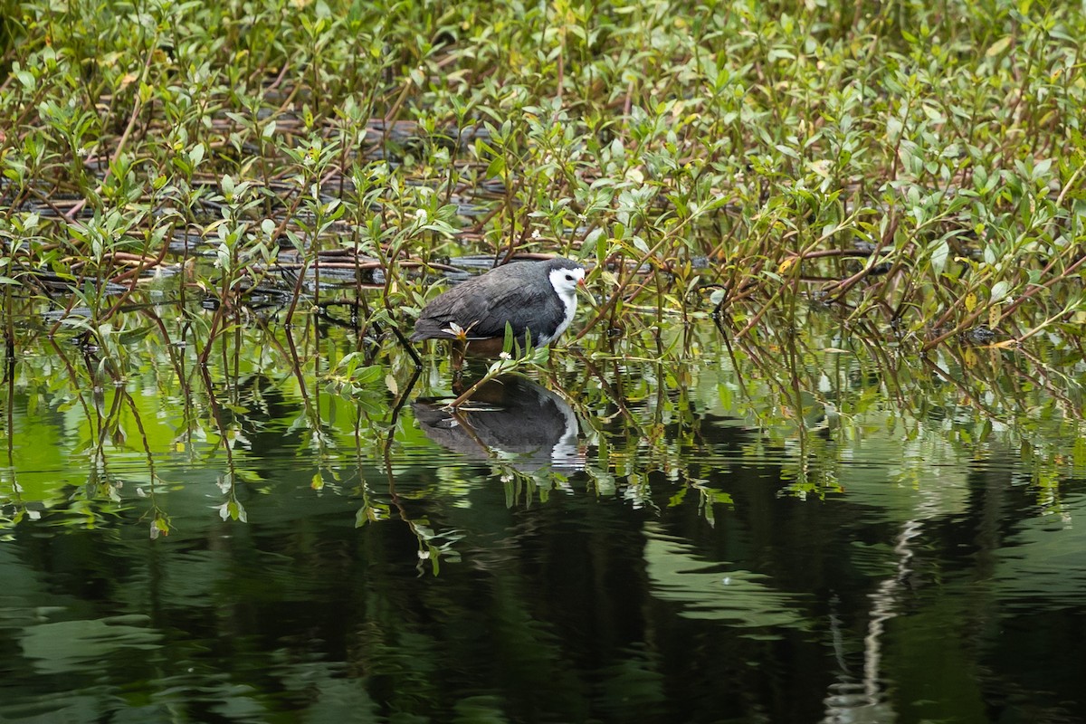 White-breasted Waterhen - ML641748022