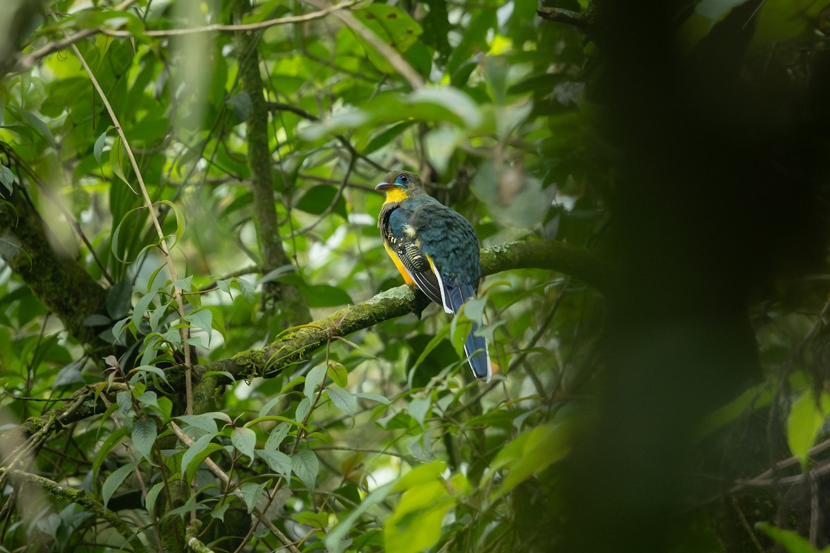Javan Trogon - ML641748030