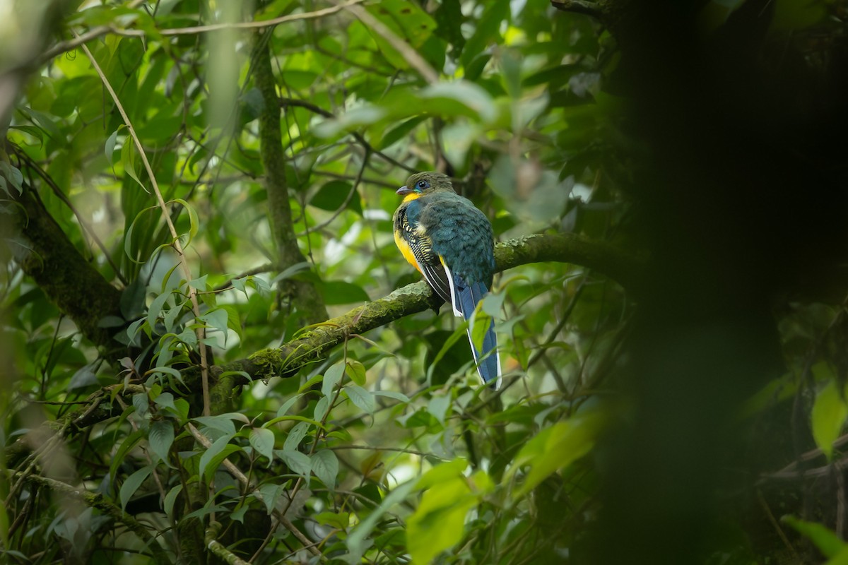 Javan Trogon - ML641748031