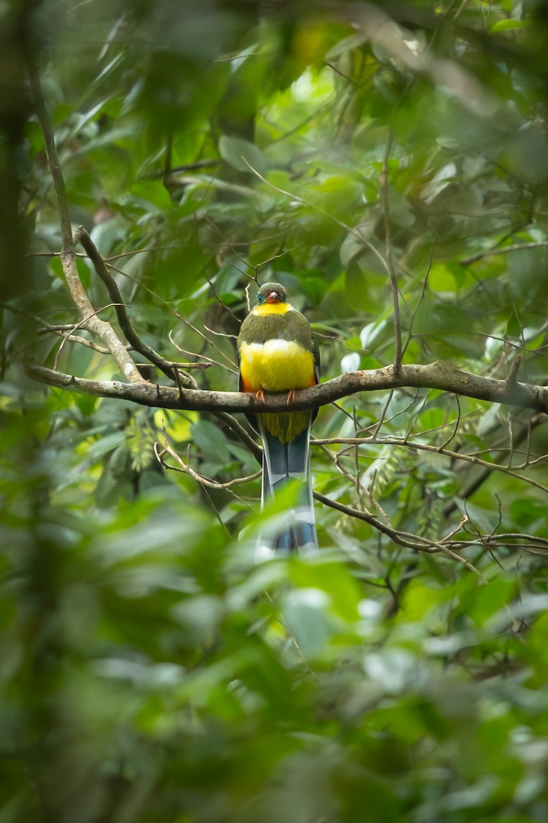 Javan Trogon - ML641748032