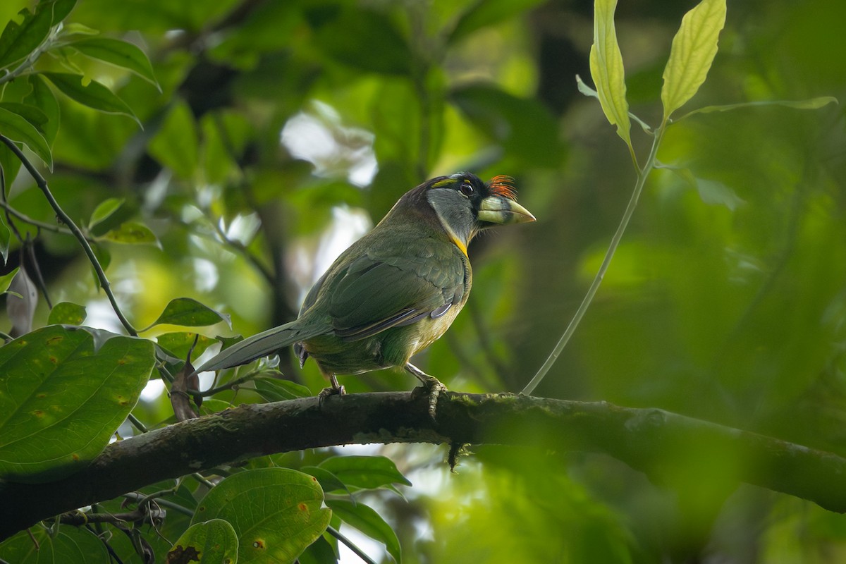 Fire-tufted Barbet - ML641748038