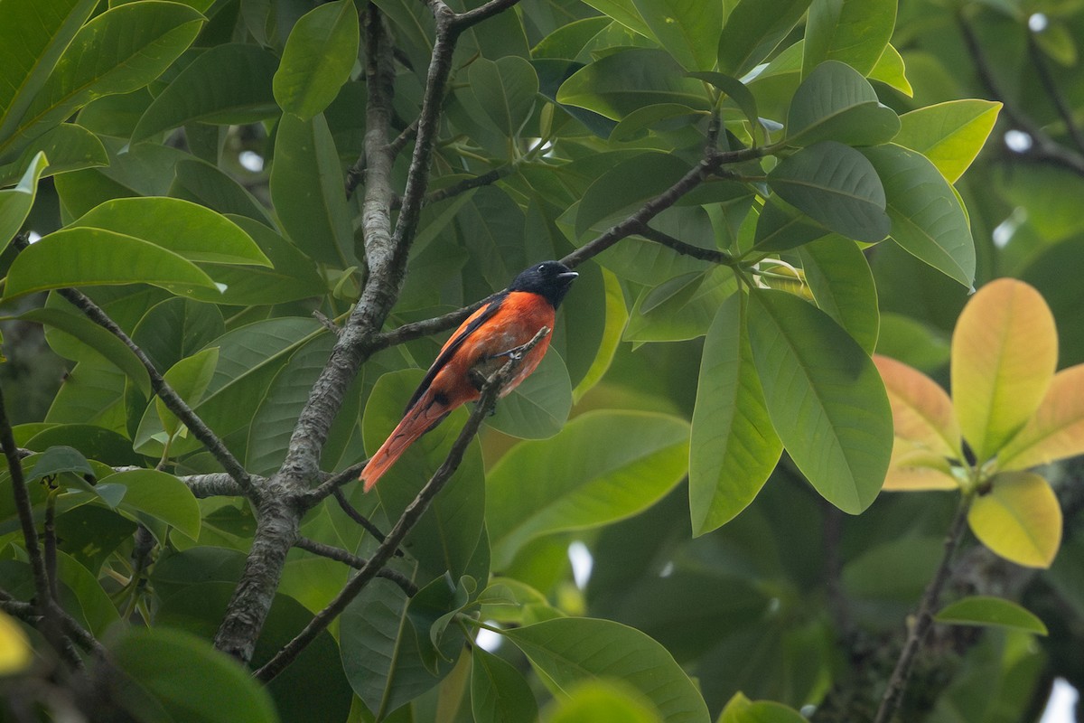 Sunda Minivet - ML641748041