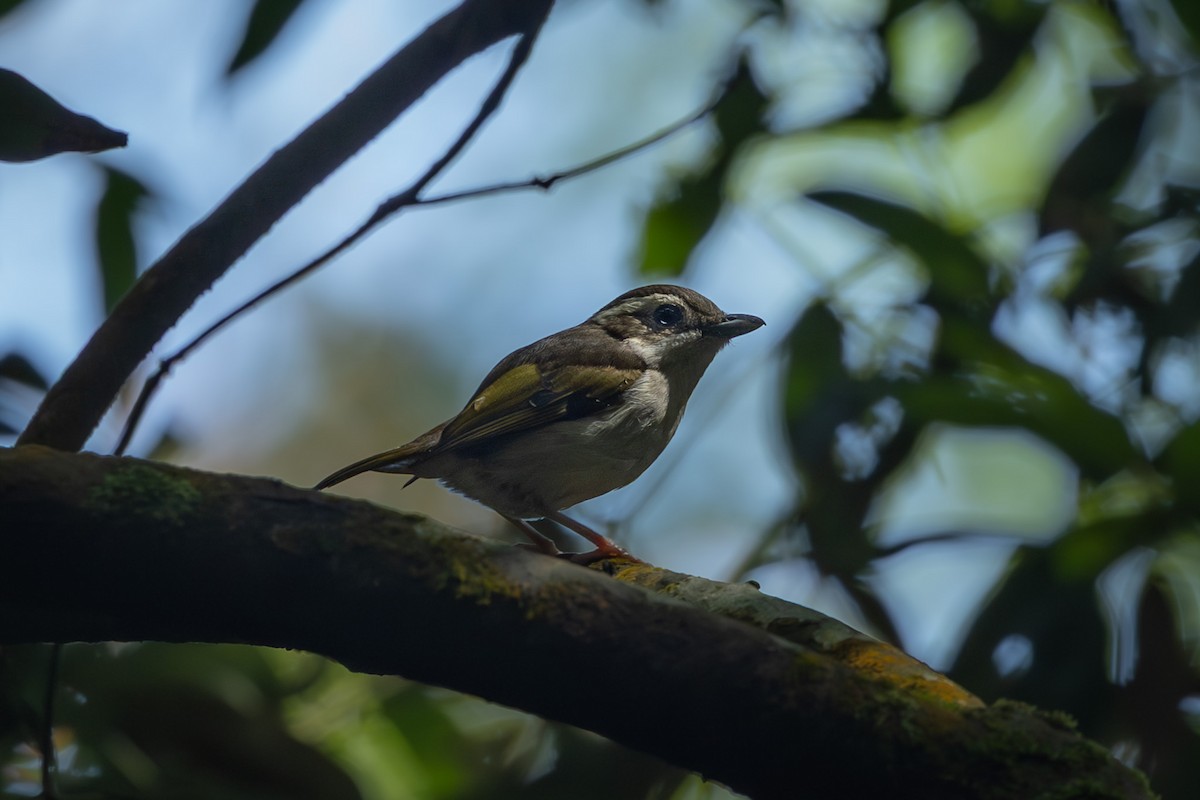 Vireo Alcaudón Pío - ML641748045